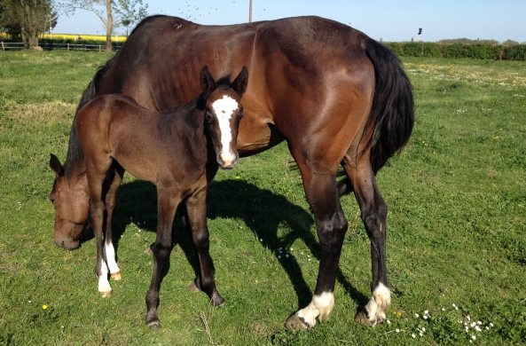 ...Vacances de Paques au Poney club
