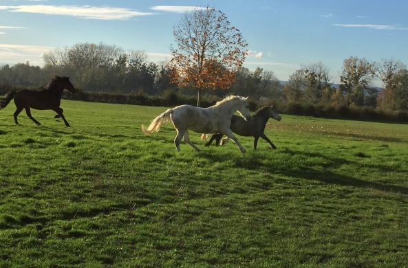 Vacances de Paques au Poney club..