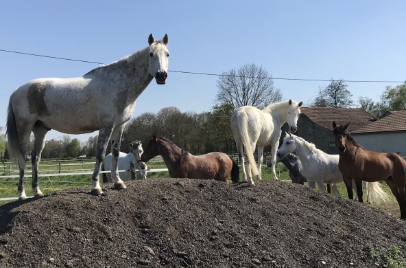 Vacances de printemps  au Poney club